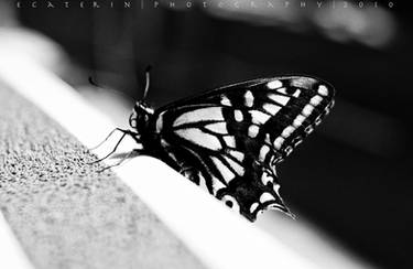 Butterfly at the Pool