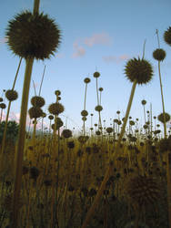 field of dried flowers