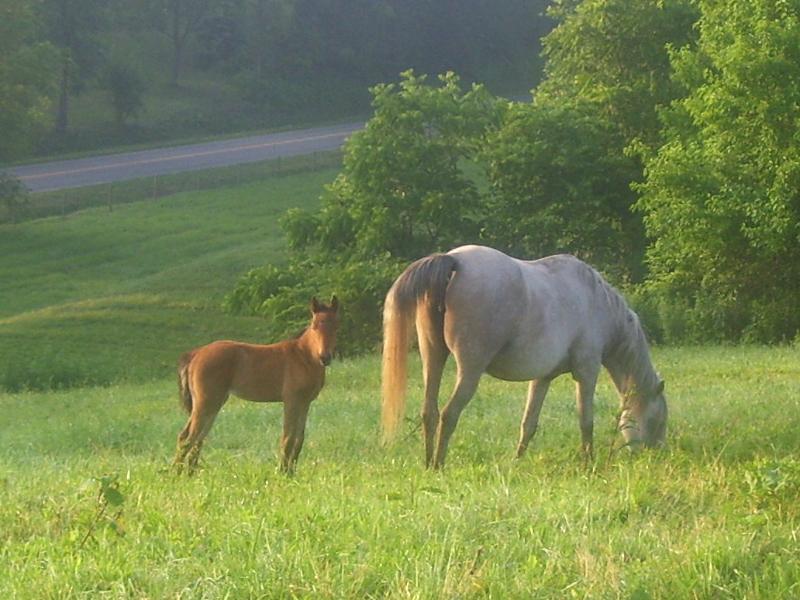 Smokey and filly 3