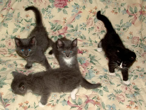 kittens