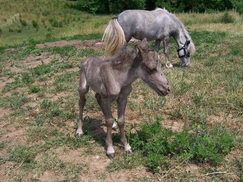 Colt and Blue Moon