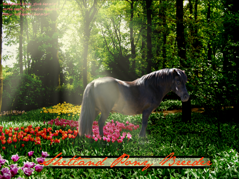 Shetland Pony Breeder- Premade