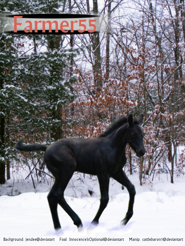 Snow Foal