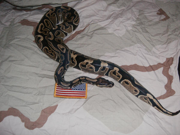 Patriot Snake 1