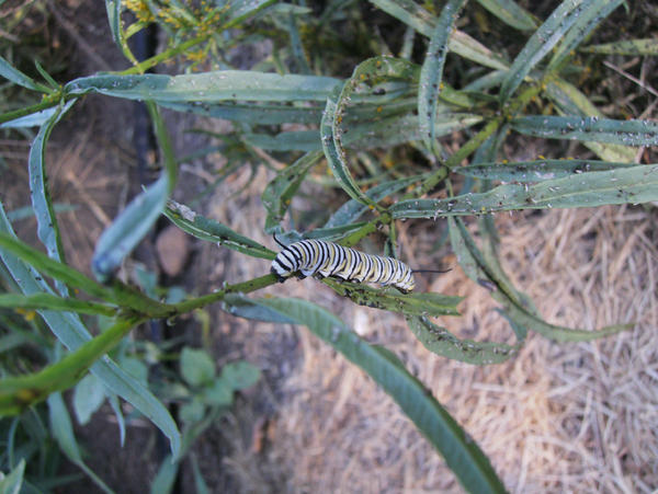 A Baby Monarch