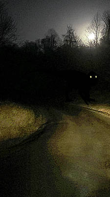 Dryptosaurus Encounter
