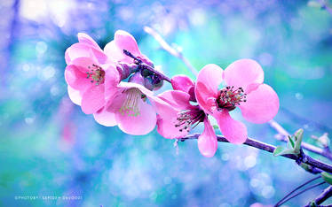 Pink Blossoms