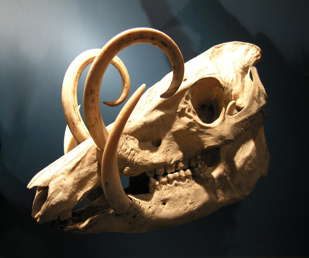 Babirusa Tusker