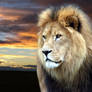 Aslan Sunset