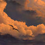 Flight at Sunset