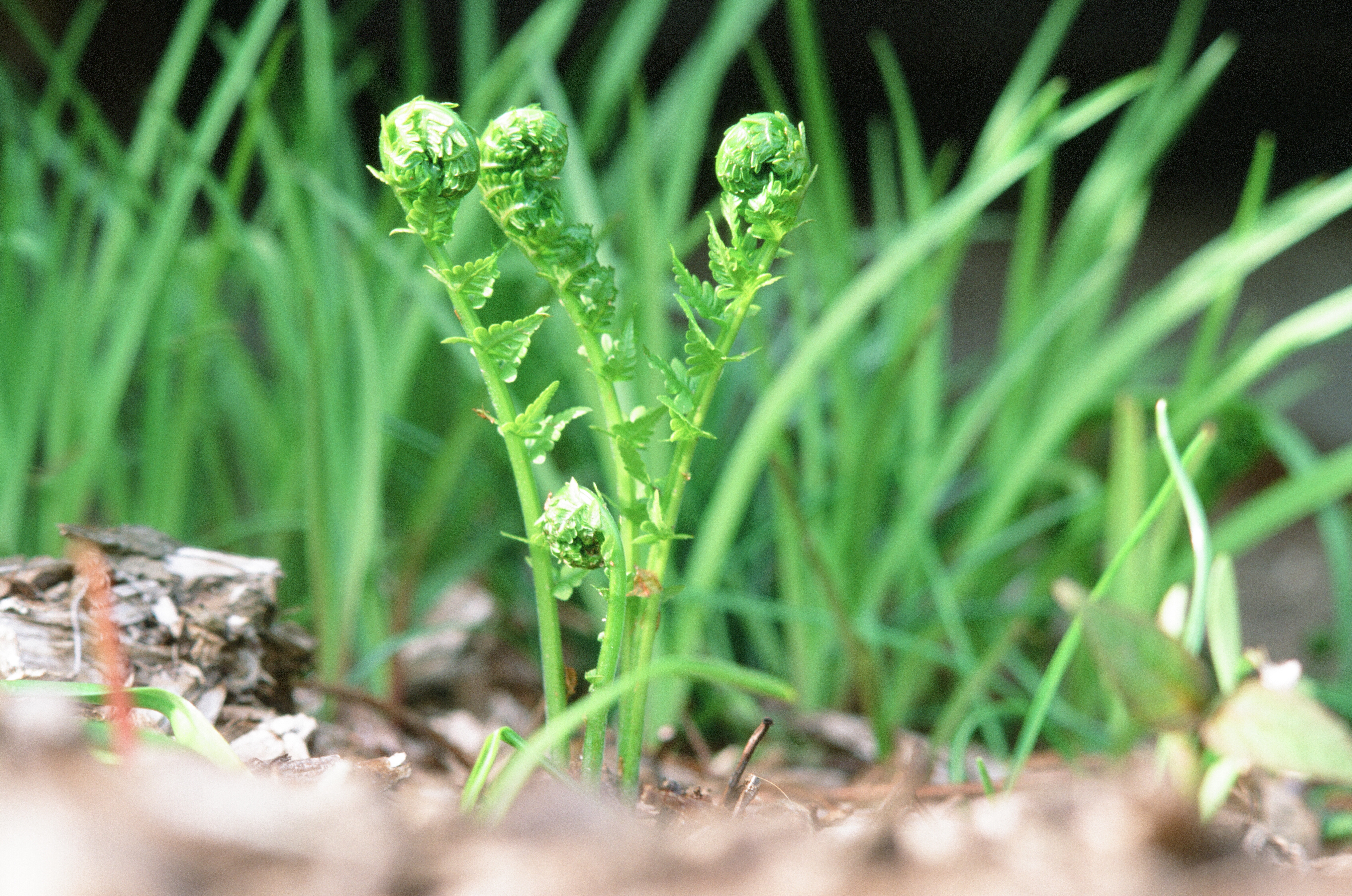 Young Fern