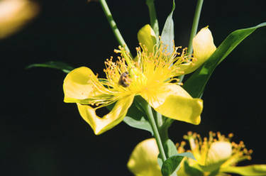 Hypericum sp. 7/17