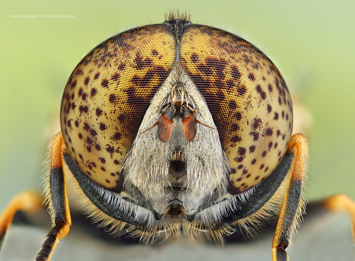 Eristalinus aeneus.