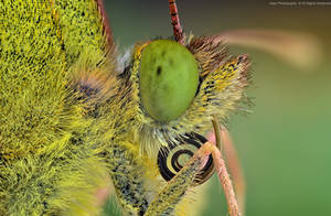 Colias myrmidone.