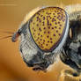 Eristalinus aeneus.