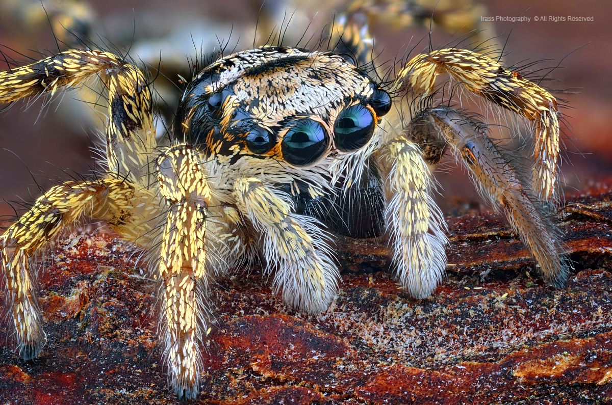 Salticus scenicus. by irassMakroFotografie on DeviantArt