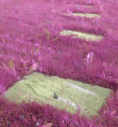 Purple Grass