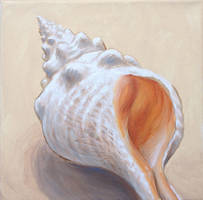 Queen conch shell