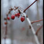 red berries