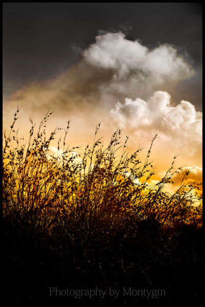 Fields of gold