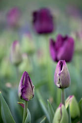 Purple Beauties