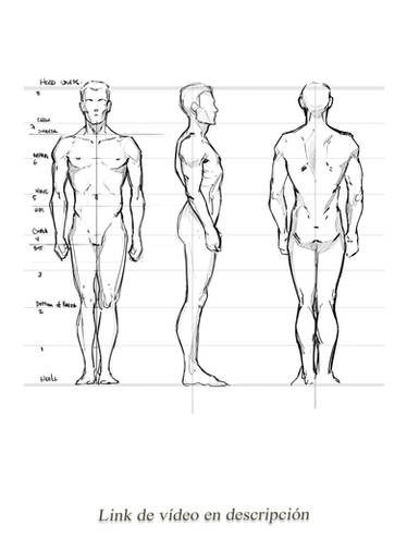 Male and female proportions sheet by Aldriann on DeviantArt