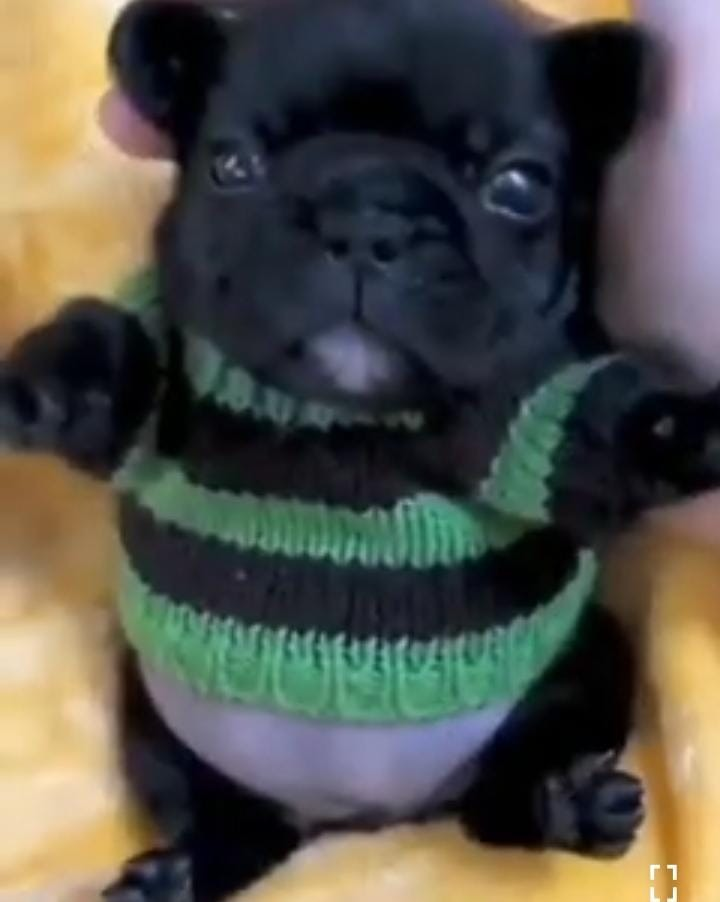 Fat baby best sale pugs