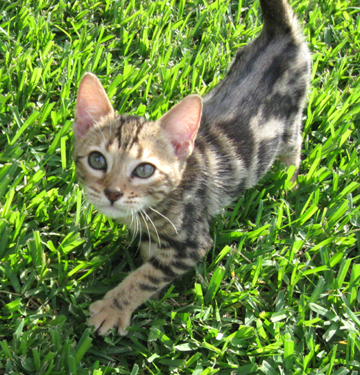 Bengal Kitten VIII