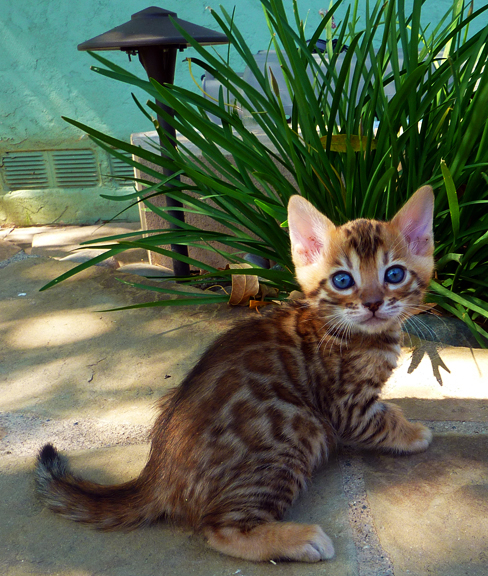 Bengal Kitten - Brown Rosetted