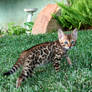 Bengal Housecat - 'Toast'