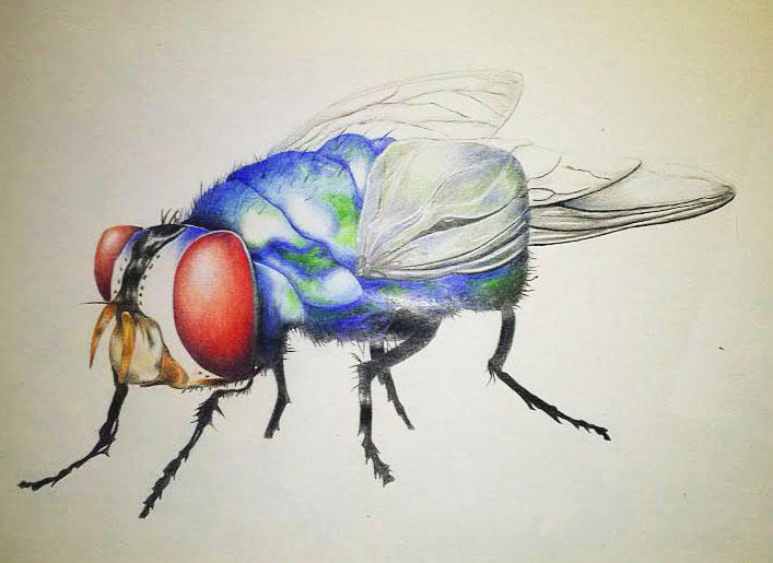 Deviantart Compostfly Deformed fly by lady-Snow95 on DeviantArt
