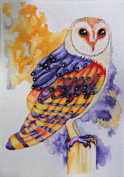 Tyto alba - barn owl