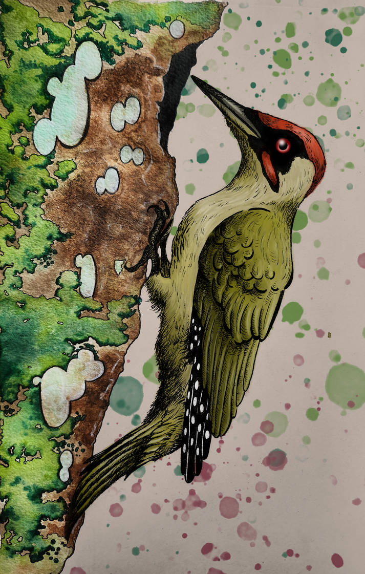 Picus viridis - european green woodpecker by lady-Snow95 on DeviantArt