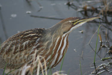 Bittern in the Rain