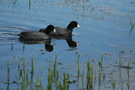 Happy Coots