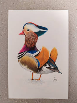 Mandarin Duck