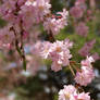 Sakura In Spring