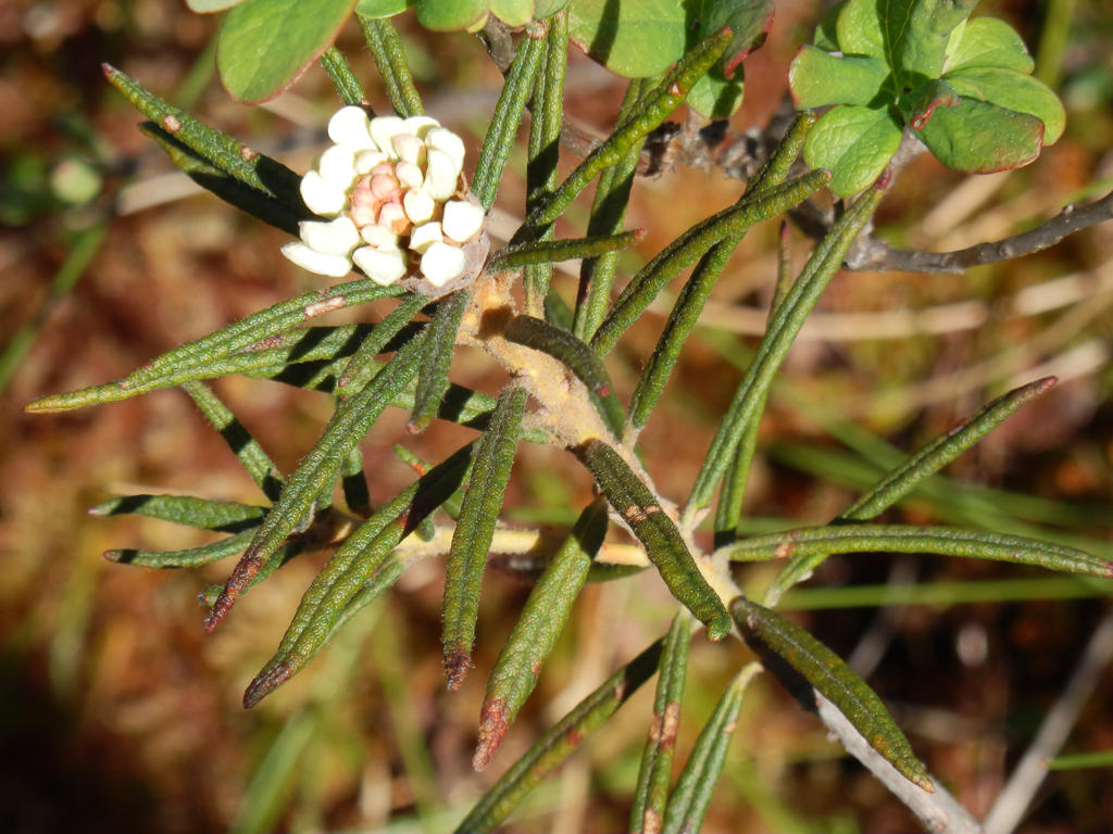 random plant by YTSC on DeviantArt