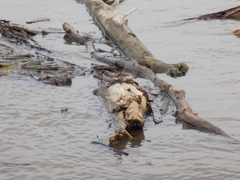 A Mississippi River Monster