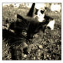 Kittey