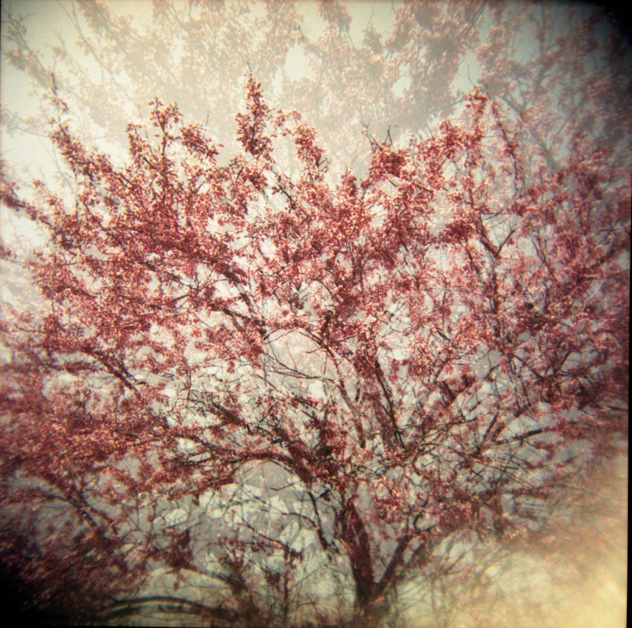 Holga Tree