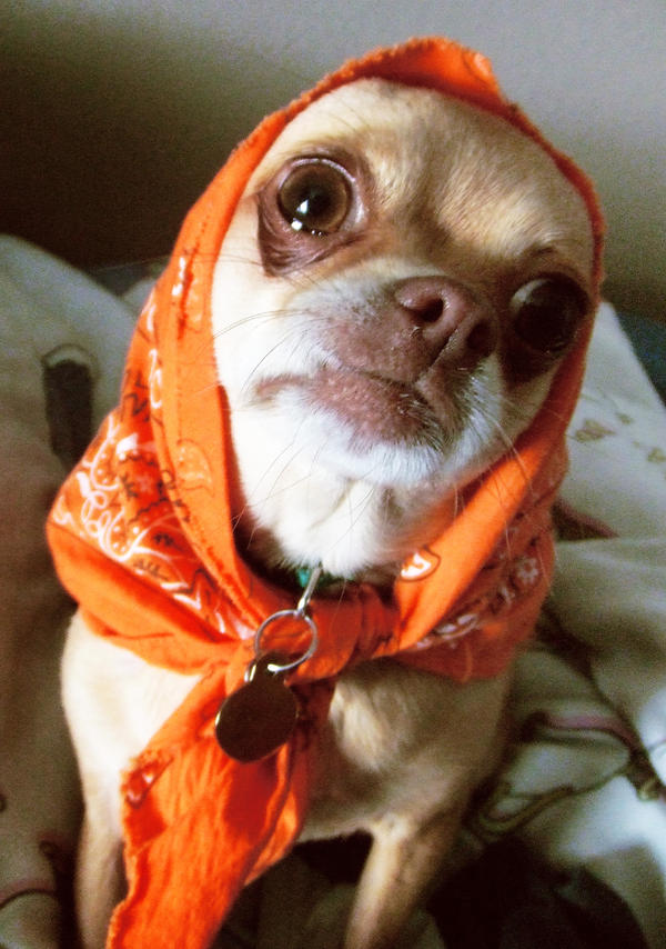 Ruby's Bandana