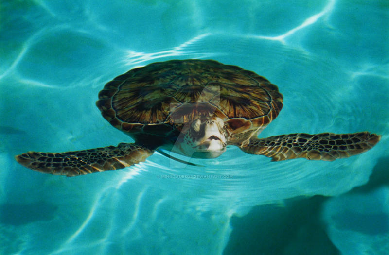 Tortuga by minotauro23 on DeviantArt