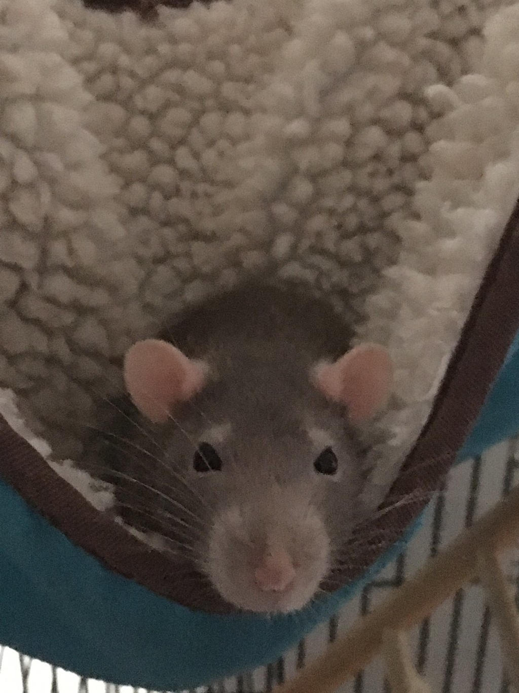 Rattus Rattus by SilhouetteRat on DeviantArt