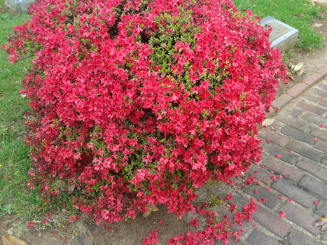 Azaleas in graveyard