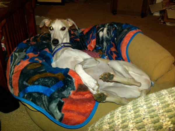 Lounging on the sofa