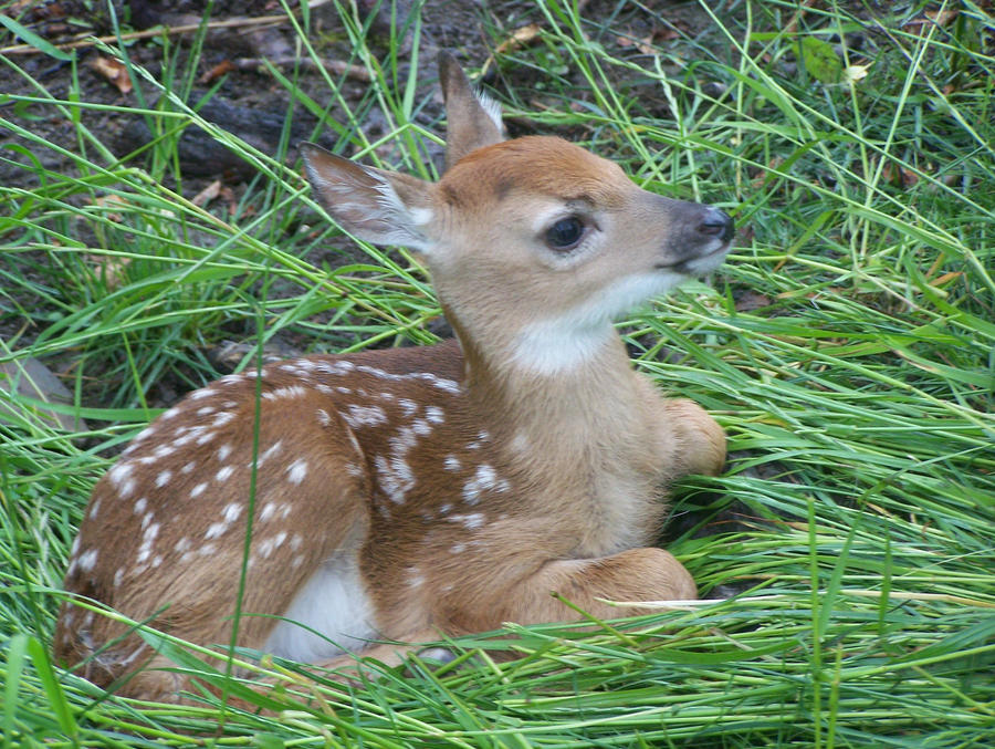 My first fawn!