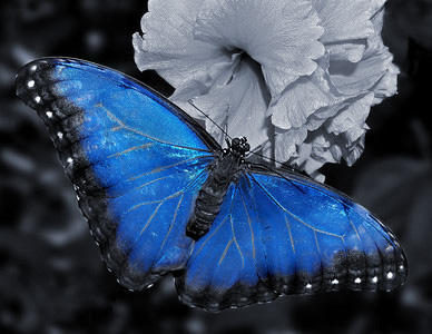 Selective Color-Butterfly