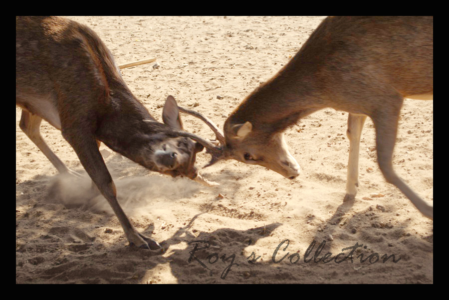 War of The Deers