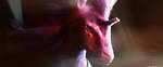 Tempest Shadow